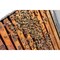 World Honey Market Gallberry Honey 12 oz Bottle GB-5704 - alternate 7